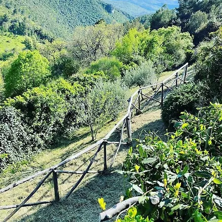 Forca De Cerro *